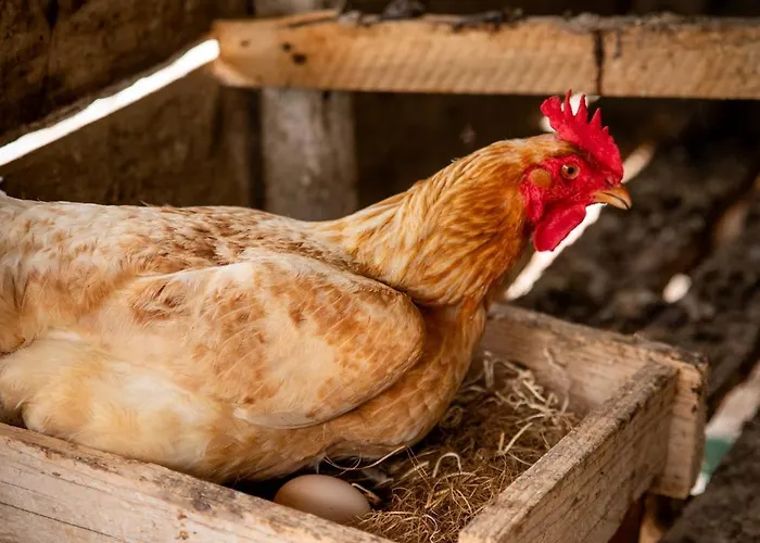 Al Convento Zajazd