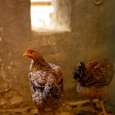 Al Convento Gasthof Favaro Veneto